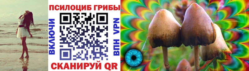 Купить закладки  Жиздра  Галлюциногенные грибы Psilocybe 